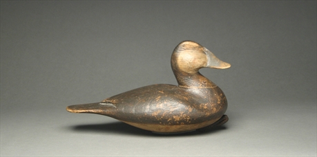 Ruddy duck, Ira Skees, Onancock, Virginia.