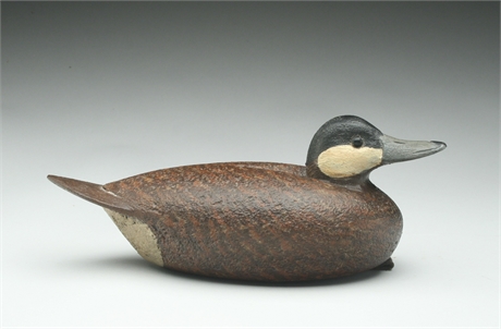 Ruddy duck, David Ward, Essex, Connecticut.