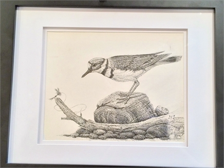Pen and ink drawing of a killdeer and dry fly, D.A. Lawrence.