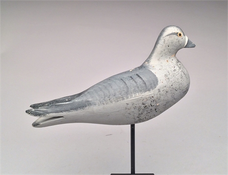 Rare wood pigeon, Madison Mitchell, Havre de Grace, Maryland.