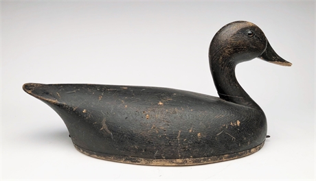 Thinly hollowed black duck from Ontario, 1st quarter 20th century.