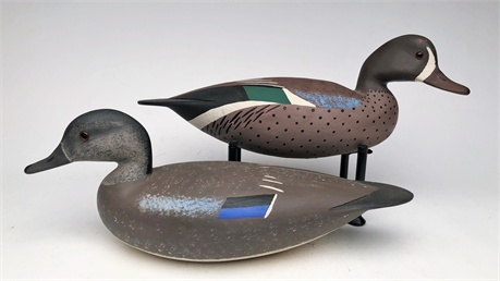 Blue wing teal hen and drake, Hurley Conklin, Manahawkin, New Jersey.
