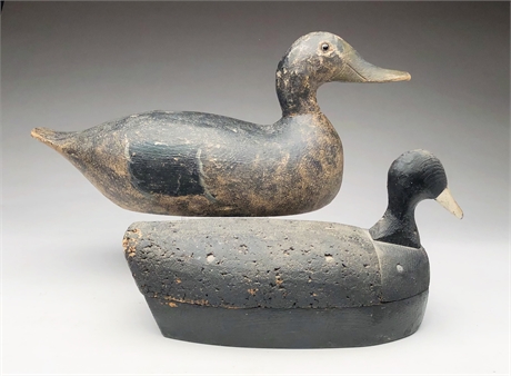 Coot and mallard hen from Wisconsin, 2nd to 3rd quarter 20th century.