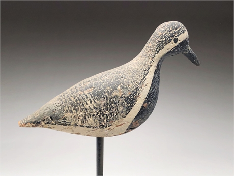 Large black bellied plover from Long Island, circa 1900.