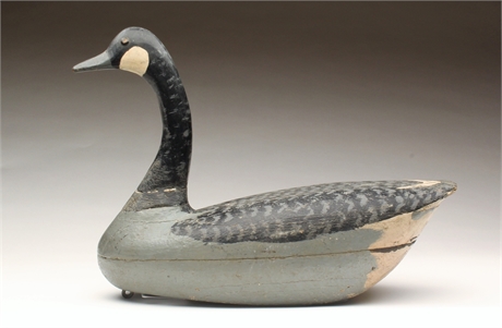 Hutchins's or small Canada goose from New Jersey, 1st quarter 20th century.