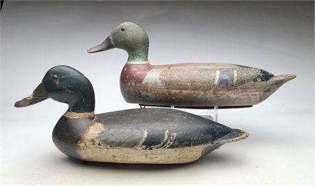 Two mallard drakes from Illinois, 1st to 2nd quarter 20th century.