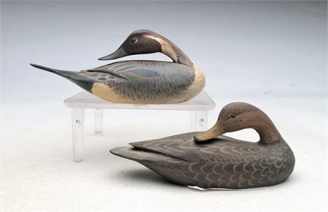 Two preening miniature ducks, William S. Johnson, Virginia Beach, Virginia.
