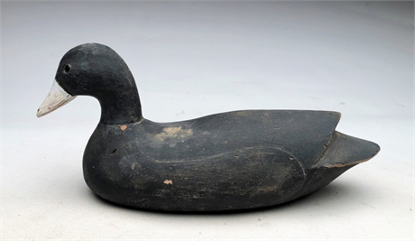 Coot from Louisiana, 2nd half 20th century.