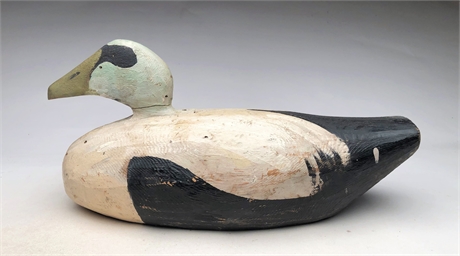 Eider drake from the upper Maine Coast, 2nd to 3rd quarter 20th century.