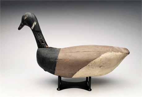 Roothead brant from Hatteras Inlet, North Carolina, 2nd quarter 20th century.