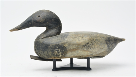 Canvasback from Lake Koshkanong, Wisconsin. First quarter 20th century.