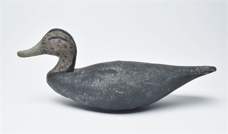 Black duck from the Crisfield, Maryland area.