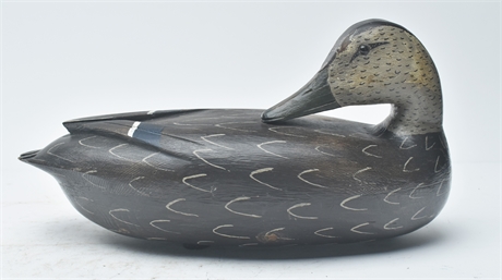 Black duck, John Baker, Edgley, Pennsylvania